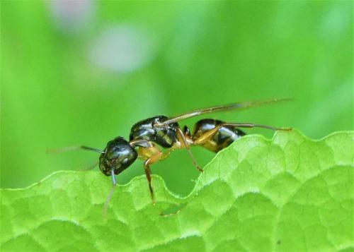 Camponotus fallax